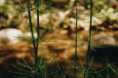 Equisetum myriochaetum