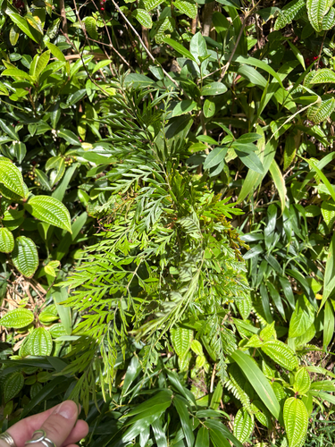 Grevillea robusta observed 2026-08-07