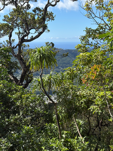 Dracaena halapepe observed 2026-08-07