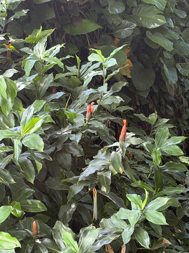 Costus woodsonii observed 2026-08-08