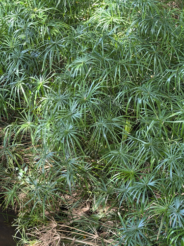 Cyperus alternifolius observed 2026-08-08