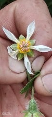 Nasa triphylla