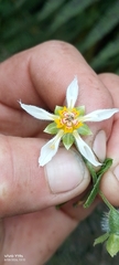 Nasa triphylla, photograph author not stated, no rights reserved
