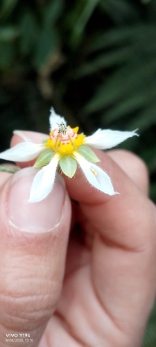 Nasa triphylla, photograph 3