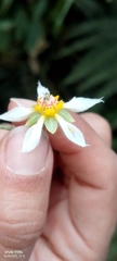 Nasa triphylla, photograph author not stated, no rights reserved