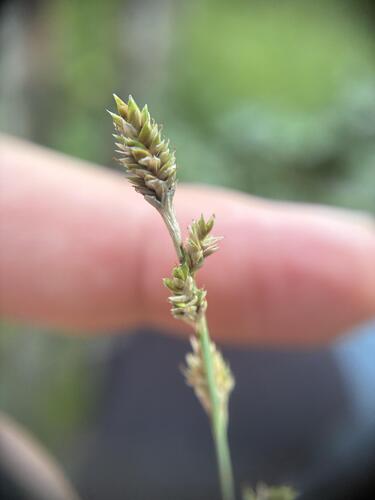 Carex canescens, photograph 4