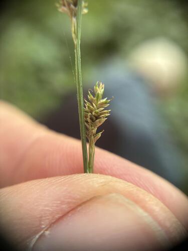 Carex canescens, photograph 2
