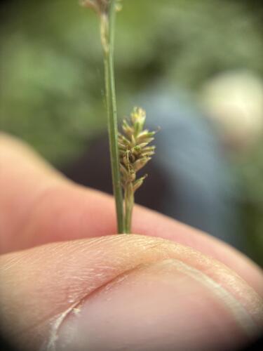 Carex canescens, photograph 3