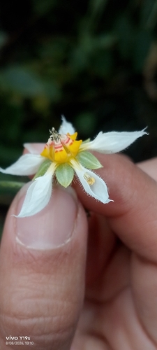 Nasa triphylla, photograph 4