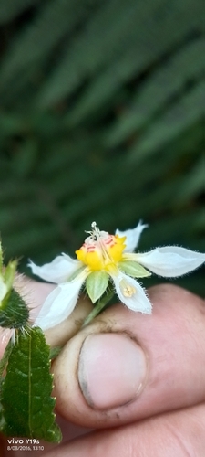 Nasa triphylla, photograph 5