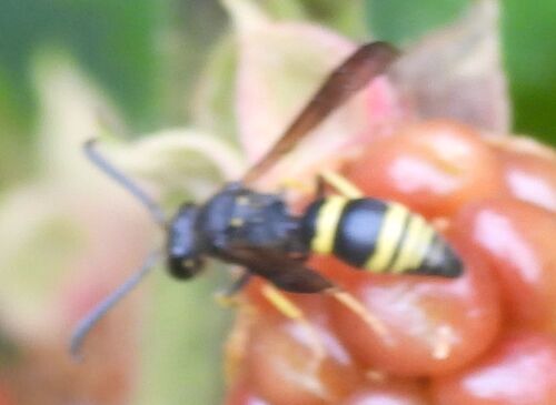 Ancistrocerus nigricornis observed 2026-08-08