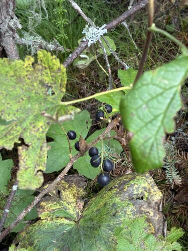 Ribes hudsonianum, photograph 2
