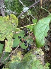 Ribes hudsonianum, photograph (c) Arthur Whiting, some rights reserved (CC BY)