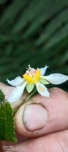 Nasa triphylla, photograph 6