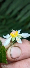 Nasa triphylla, photograph author not stated, no rights reserved