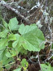 Ribes hudsonianum