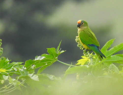 Peach-fronted Parakeet