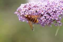 Volucella zonaria