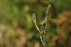 Equisetum myriochaetum