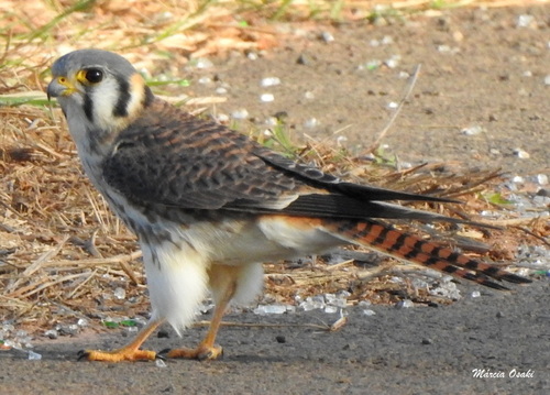 American Kestrel
