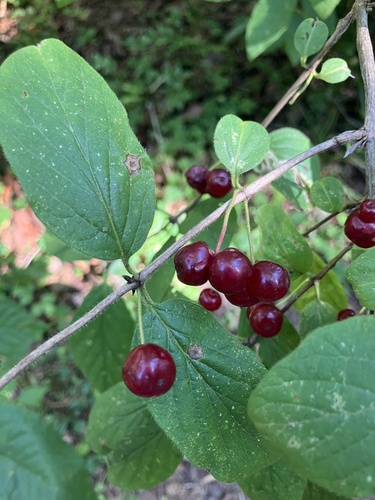 Fly Honeysuckle