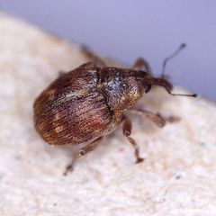 Coeliodes ruber
