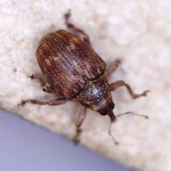 Coeliodes ruber