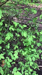 Vaccinium parvifolium