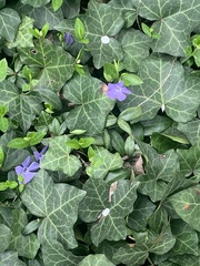 Vinca minor