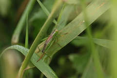 Conocephalus dorsalis