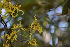 Cyrtochilum pardinum