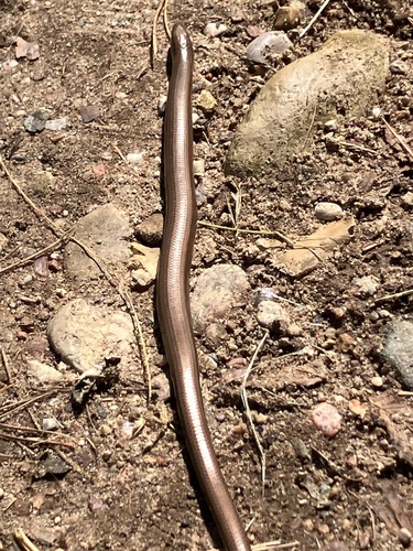 Eastern Slowworm