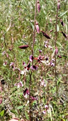 Clarkia springvillensis
