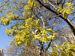 Acer platanoides