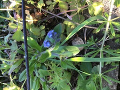 Anchusa officinalis
