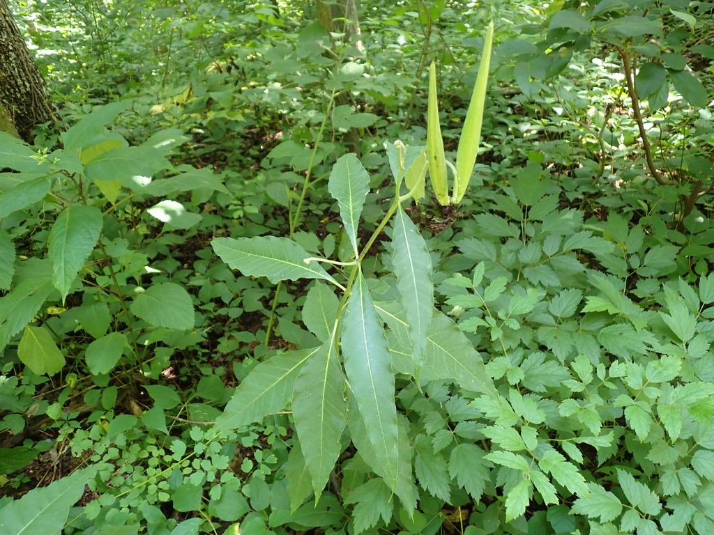 Asclepias exaltata; photograph (c) John Baur, some rights reserved (CC BY)