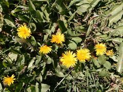Taraxacum officinale