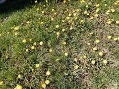 Taraxacum officinale