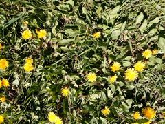 Taraxacum officinale