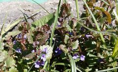 Glechoma hederacea