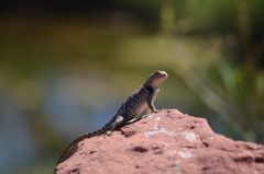 Sceloporus uniformis
