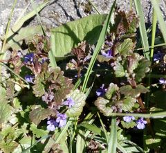 Glechoma hederacea