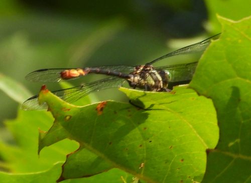 Laura's Clubtail photo 4