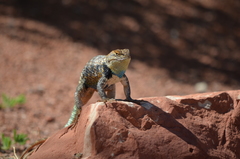 Sceloporus uniformis