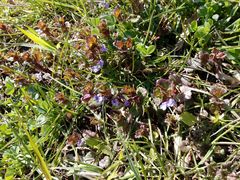 Glechoma hederacea