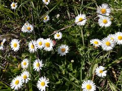 Bellis perennis