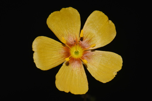 Linum berlandieri, photograph 6