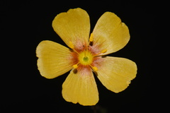 Linum berlandieri, photograph (c) Brian Finzel, some rights reserved (CC BY-SA)