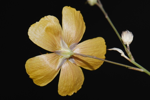Linum berlandieri, photograph 5