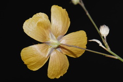 Linum berlandieri, photograph (c) Brian Finzel, some rights reserved (CC BY-SA)